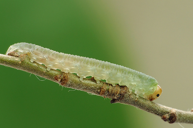 piliarka - larva