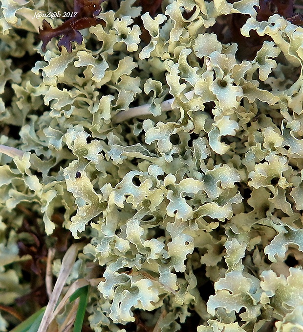pľuzgierka kapucňovitá Flavocetraria cucullata (Bellardi) Kärnefelt & A. Thell
