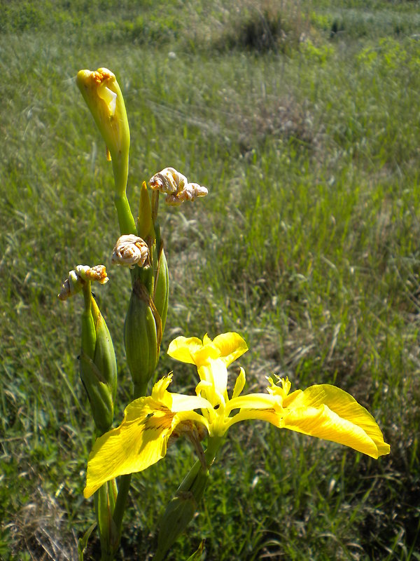 kosatec žltý Iris pseudacorus L.