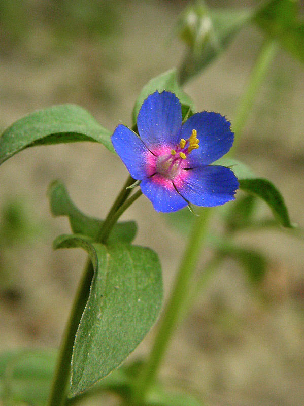drchnička roľná (modrokvetá) Anagallis arvensis L.