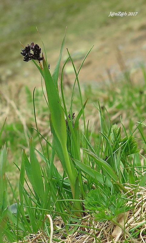 chlpaňa gaštanová tmavá Luzula alpinopilosa subsp. obscura