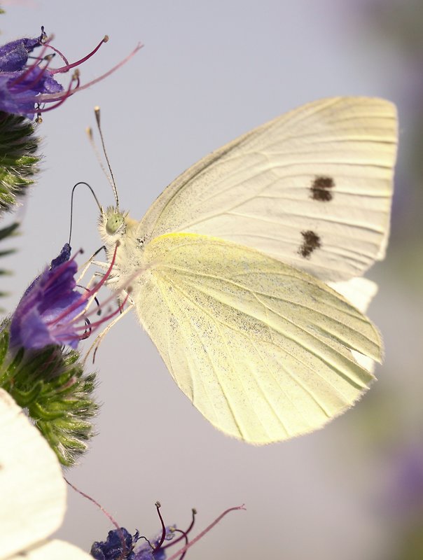 mlynárik repový Pieris rapae