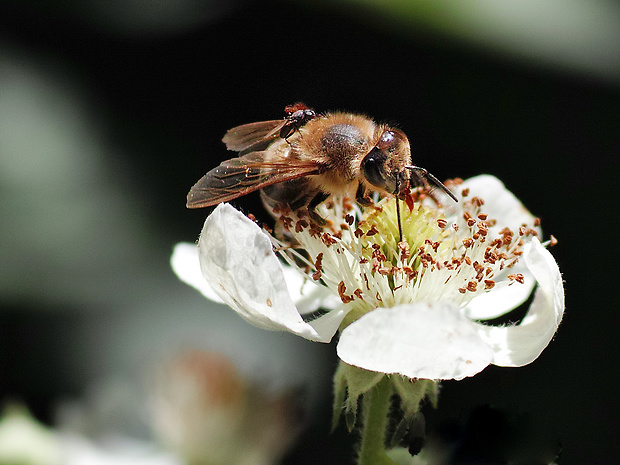 včela medonosná a bachranka Apis mellifica, Leptometopa latipes