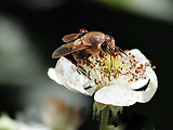 včela medonosná a bachranka