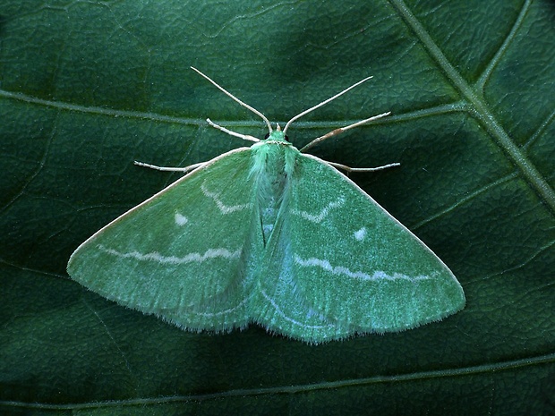 piadivka smaragdová (sk) / zelenopláštník řebříčkový (cz) Thetidia smaragdaria Fabricius, 1787