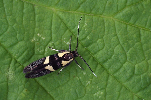 zdobka Olivierova Esperia oliviella  (Oecophoridae).