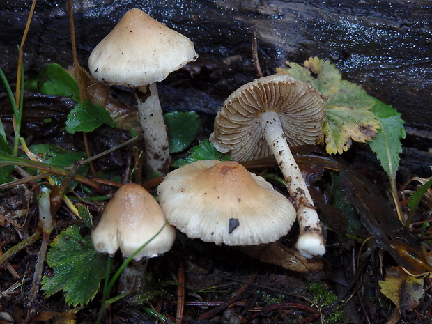 vláknica Inocybe posterula (Britzelm.) Sacc.