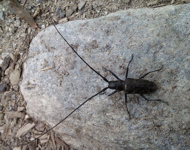 vrzúnik smrekovy Monochamus sutor