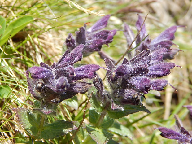 bartsia alpínska Bartsia alpina L.
