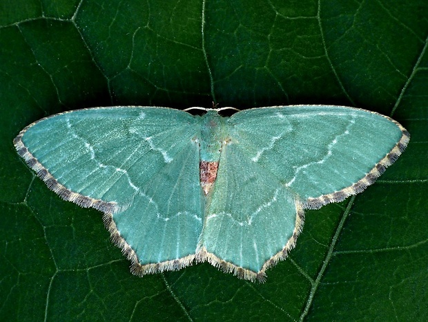 piadivka letná (sk) /zelenopláštník trnkový (cz) Hemithea aestivaria Hübner, 1799