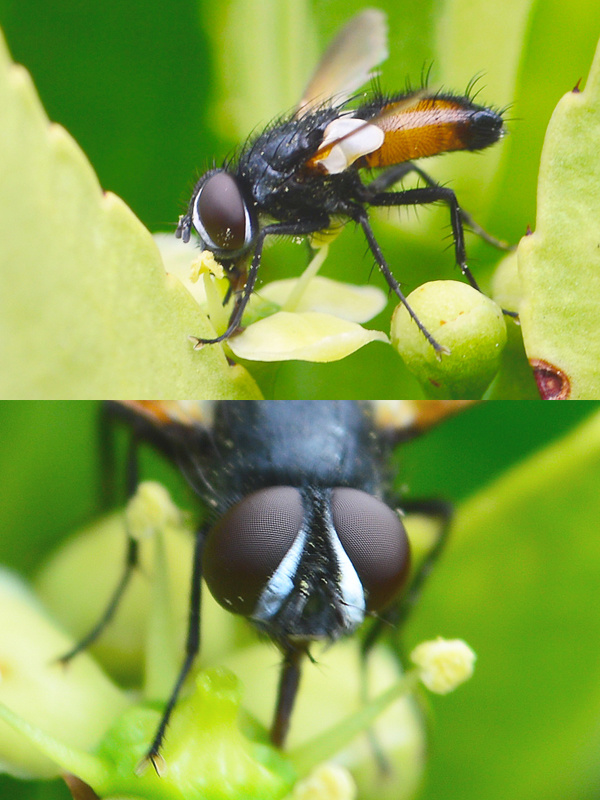 bystruša Eriothrix rufomaculata   (Tachinidae)