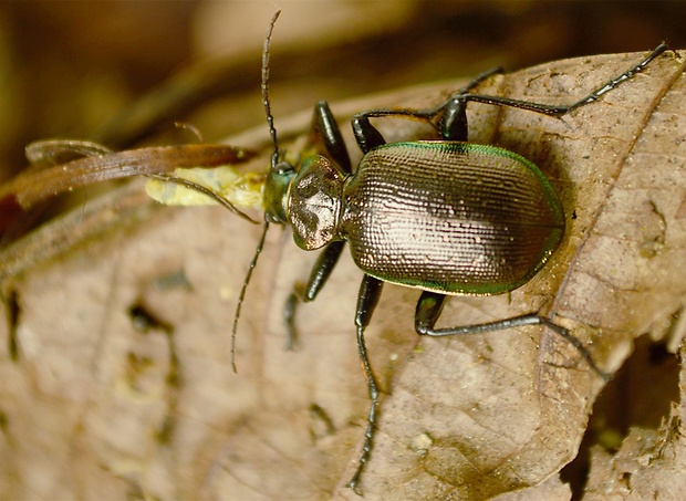 húseničiar hnedý Calosoma inquisitor Carabidae