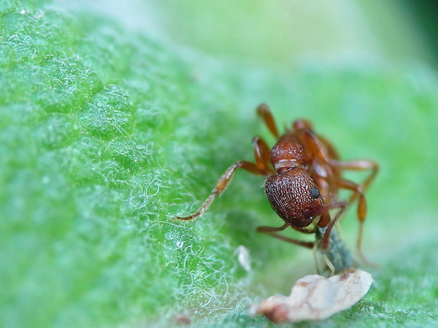 mravenec Myrmica rubra