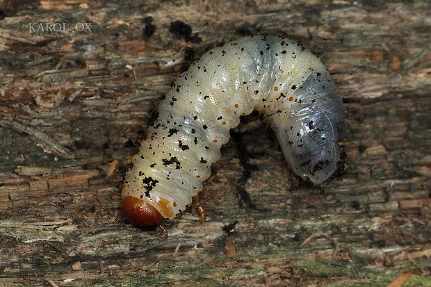 larva Gnorimus variabilis (cf.)