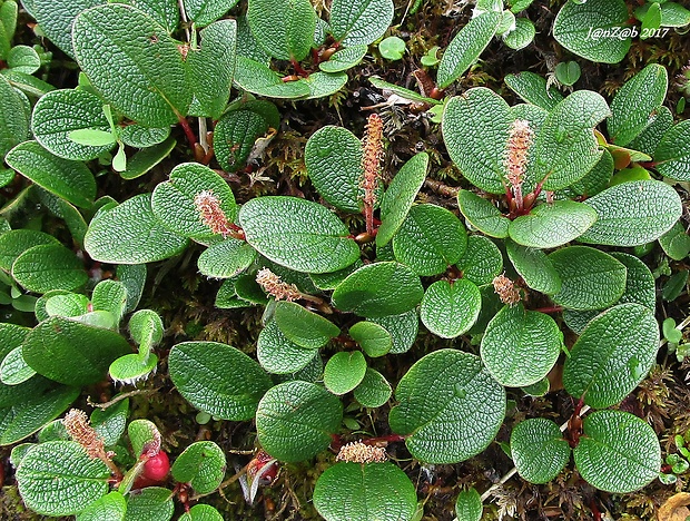 vŕba sieťkovaná Salix reticulata L.