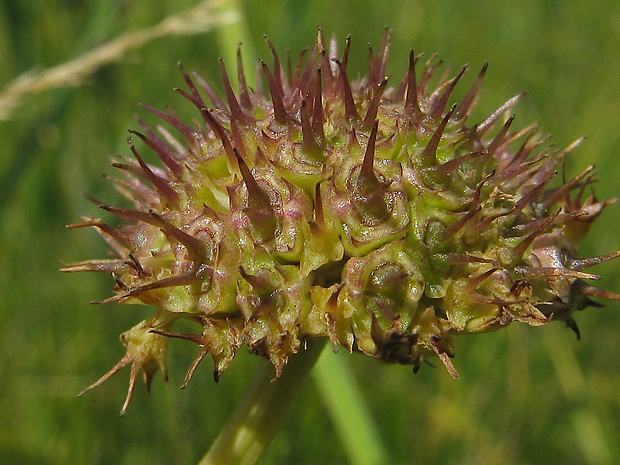 halucha siličkolistá Oenanthe silaifolia M. Bieb.