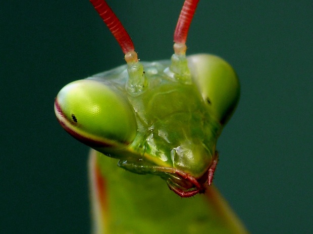 modlivka zelená (sk) / kudlanka nábožná (cz) Mantis religiosa Linnaeus, 1758
