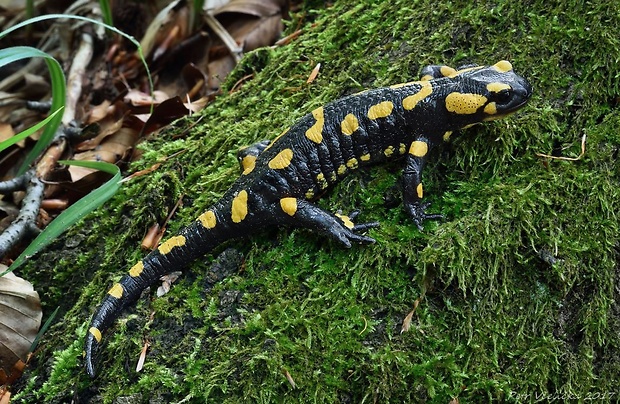 mlok skvrnitý Salamandra salamandra
