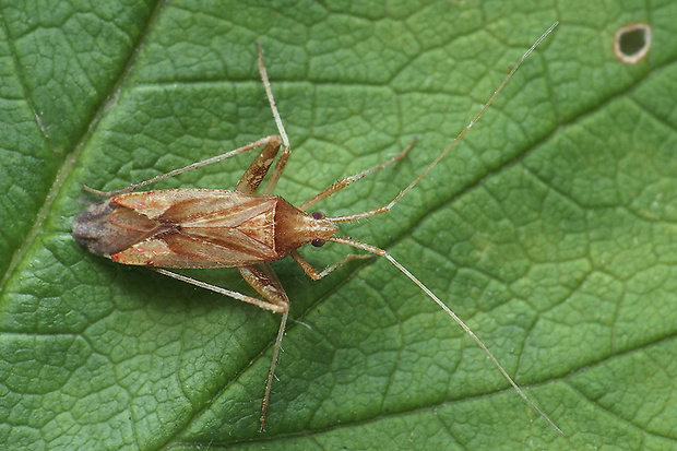 bzdôška Phytocoris varipes  (Miridae).