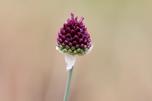 cesnak guľatohlavý Allium sphaerocephalon L.