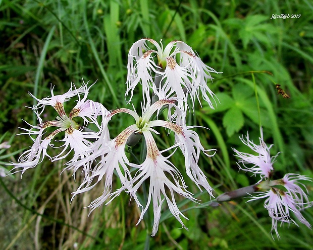 klinček pyšný alpský Dianthus superbus subsp. alpestris (Kablík. ex Uechtr.) Čelak.