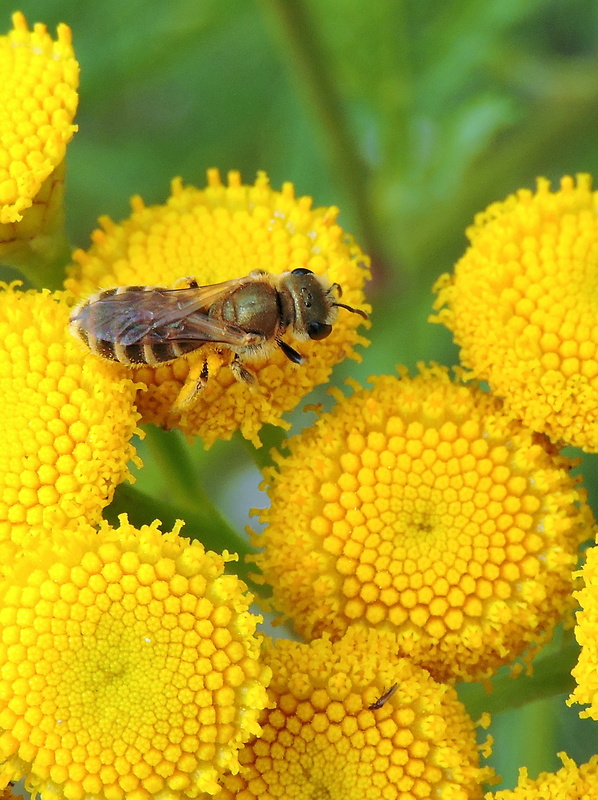 včielka Halictus subauratus