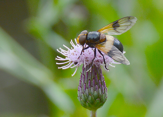 pestrica priesvitná- samica Volucella pellucens  (Syrphidae)