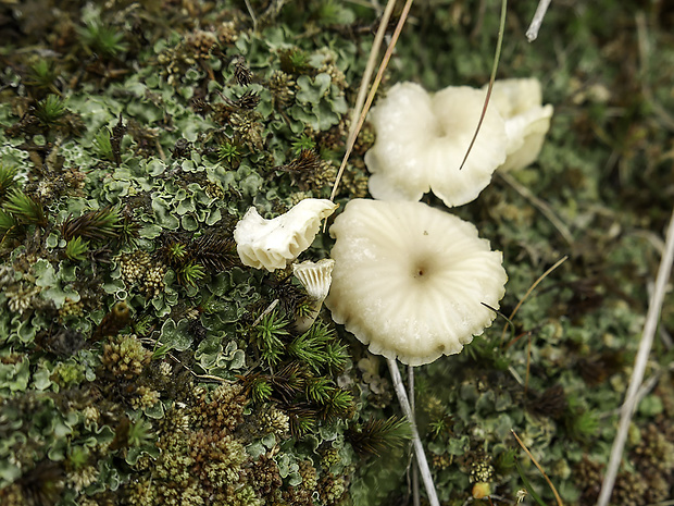 kalichovka lichenomphalia cf. hudsoniana