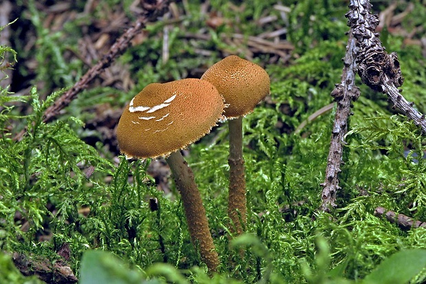 zrnivka okrová Cystoderma amianthinum (Scop.) Fayod