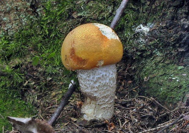 kozák žltooranžový Leccinum versipelle (Fr. & Hök) Snell