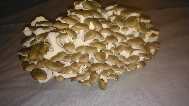 trúdnik klobúčkatý Polyporus umbellatus (Pers.) Fr.