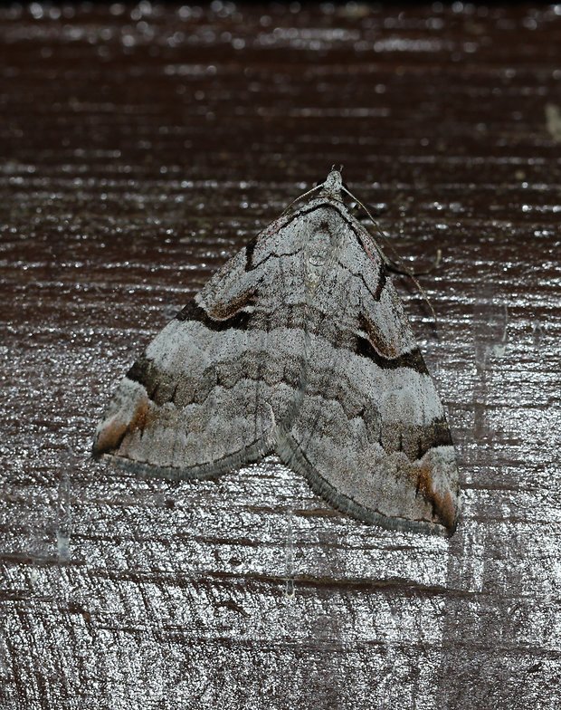 piadivka ľubovníková  Aplocera praeformata