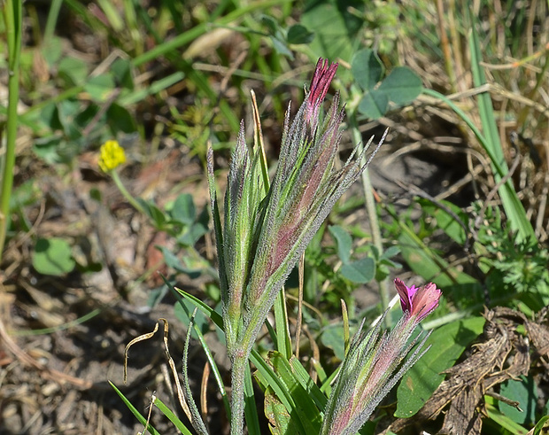 klinček zväzkovitý Dianthus armeria L.