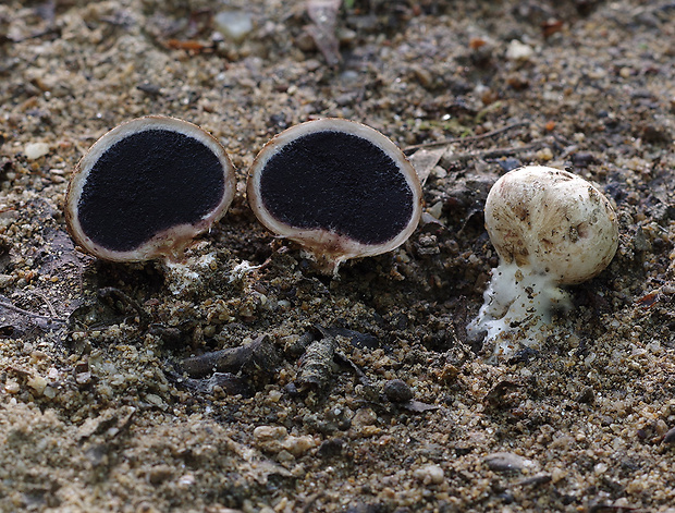 pestrec prášnicovitý Scleroderma areolatum Ehrenb.