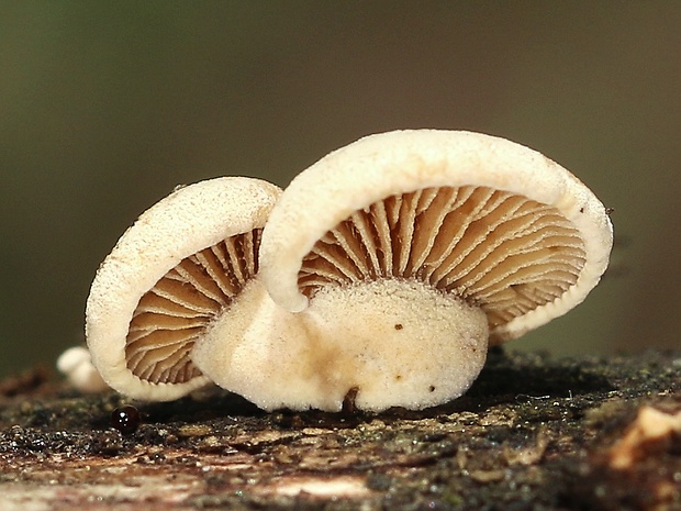 pňovka obyčajná Panellus stipticus (Bull.) P. Karst.