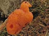 jahodník sasankovitý