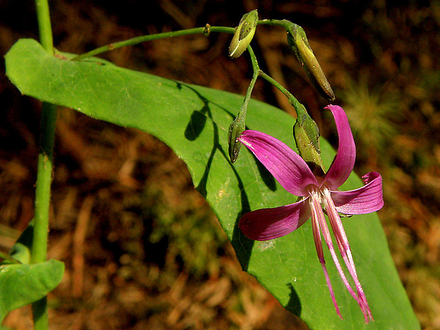 srnovník purpurový Prenanthes purpurea L.