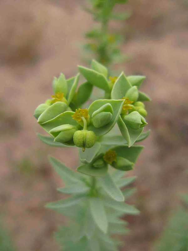 mliečník  Euphorbia paralias