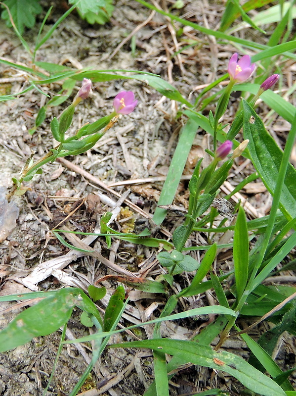 zemežlč spanilá Centaurium pulchellum (Sw.) Druce