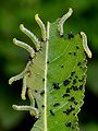piliarka  - larva
