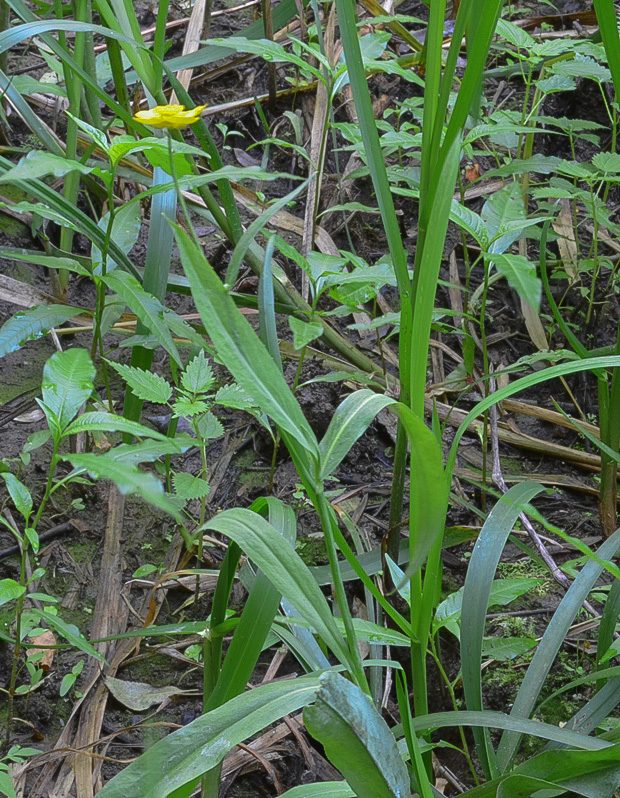 iskerník veľký Ranunculus lingua L.