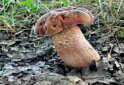 hríb Quéletov