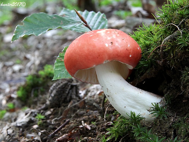 plávka Russula sp.