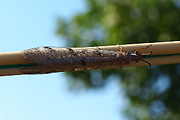 mravcolev škvrnitý
