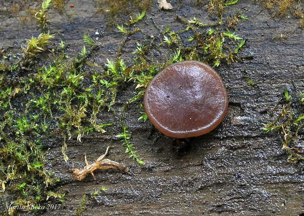 hrubatka fialovočierna Pachyella violaceonigra (Rehm) Pfister