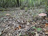 hríb hnedofialový - hubacka vo Virginii
