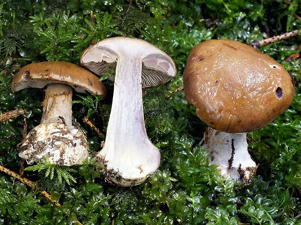 pavučinovec modrosivolupeňový Cortinarius caesiophylloides Kytöv., Liimat., Niskanen, Brandrud & Frøslev