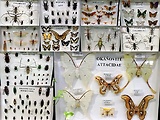 Zberateľské zbierky hmyzu