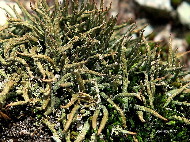 dutohlávka Cladonia macroceras (Delise) Ahti