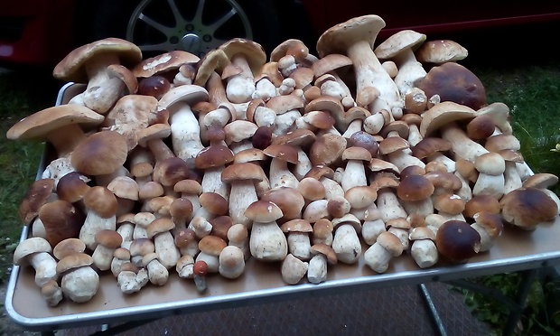 hríb smrekový Boletus edulis Bull.